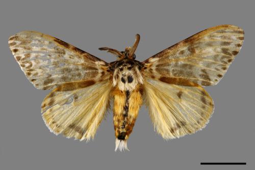 Lymantria mathura subpallida[波斑毒蛾][00058582]