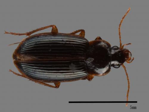 <已分類>Family：Carabidae[步行蟲科][00046493]