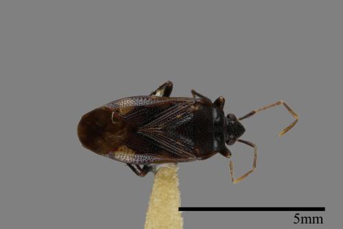 <已分類>Genus：Neolethaeus[毛肩長蝽屬][00079699]