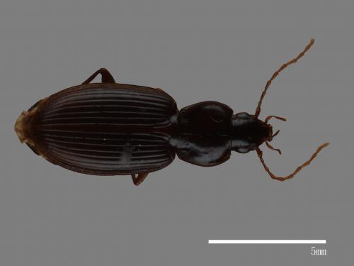 <已分類>Family：Carabidae[步行蟲科][00083017]