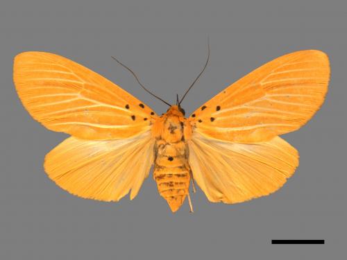 Asota egens indica[橙擬燈夜蛾][00020456]