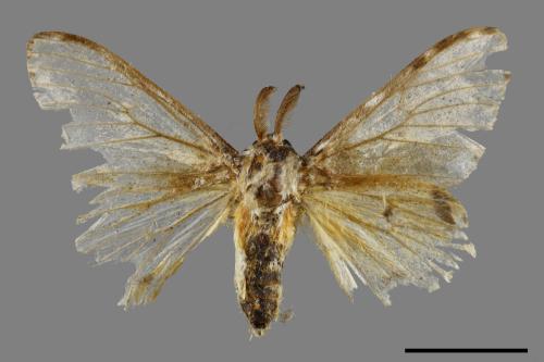 Lymantria mathura subpallida[波斑毒蛾][00052483]