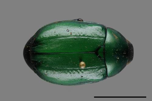 Anomala rubripes virescens[綠腳異麗金龜金龜][00080736]