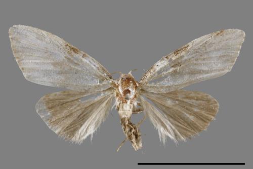 <已分類>Family：Noctuidae[夜蛾科][00008865]