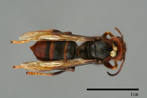 Vespa velutina[黃腳虎頭蜂][00096133]
