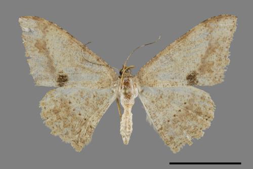 Luxiaria mitorrhaphes[雙斑鈎尺蛾][00091827]