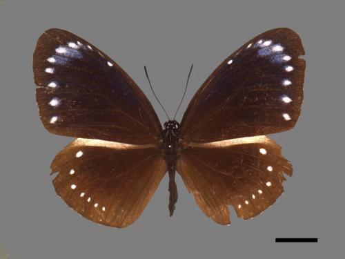 Euploea tulliolus koxinga[小紫斑蝶][00061511]