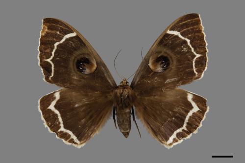Erebus albicincta obscurata[玉邊魔目夜蛾][00005239]