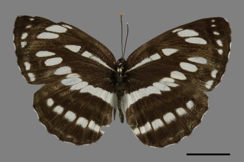 Neptis hylas luculenta[琉球三線蝶][00093891]