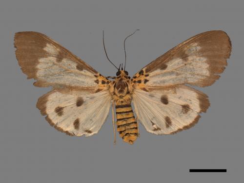 Asota plana lacteata[長斑擬燈蛾][00045479]