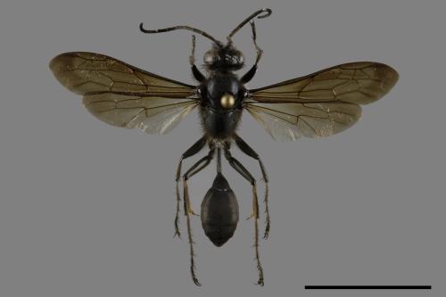 <已分類>Family：Sphecidae[細腰蜂科][00100191]