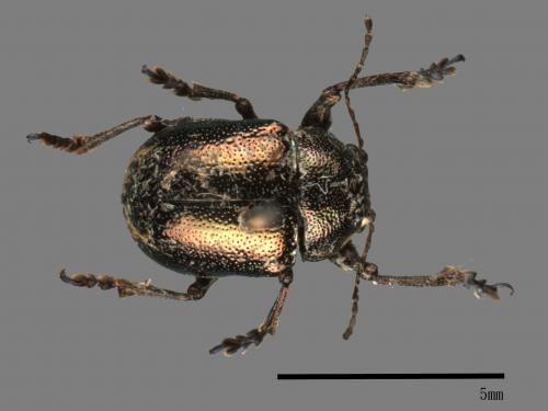 <已分類>Family：Chrysomelidae[金花蟲科][00054140]