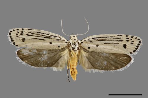 Ethmia lineatonotella[點帶織葉蛾][00061454]