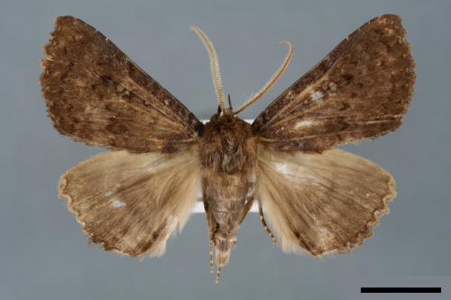 Hypersypnoides submarginata[00006122]