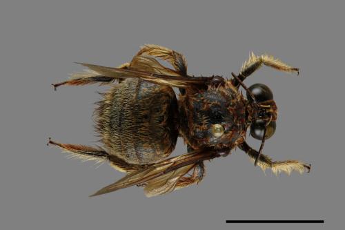 Xylocopa collaris sauteri[白領帶木蜂紹德亞種][00074800]