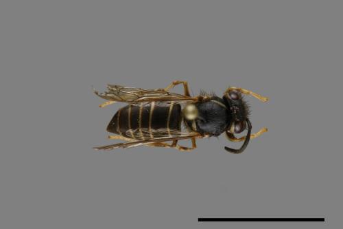 Vespula flaviceps[細黃胡蜂][00073204]