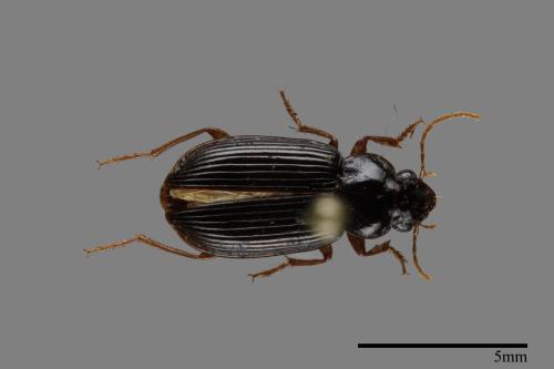 <已分類>Family：Carabidae[步行蟲科][00093398]