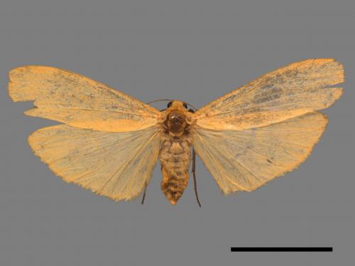 Eilema magnata[巨土苔蛾][00047892]