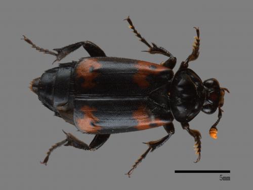 Nicrophorus nepalensis[橙斑埋葬蟲][00095821]