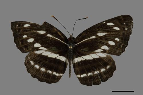 Neptis nata lutatia[臺灣三線蝶][00101525]