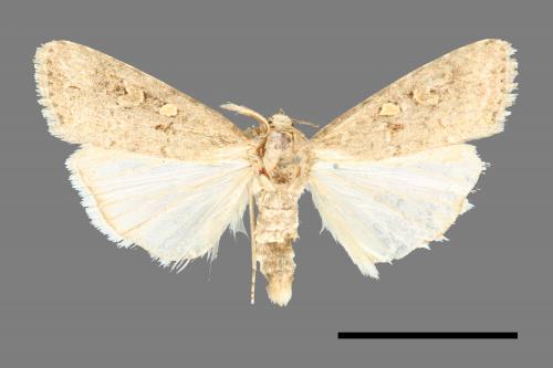 Spodoptera exigua[甜菜夜蛾][00000614]