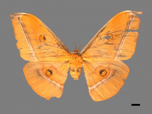 Antheraea formosana[紅目天蠶蛾][00016466]