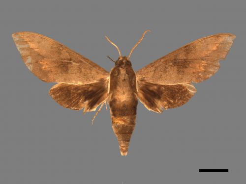 Acosmerycoides harterti[鋸線天蛾][00017519]