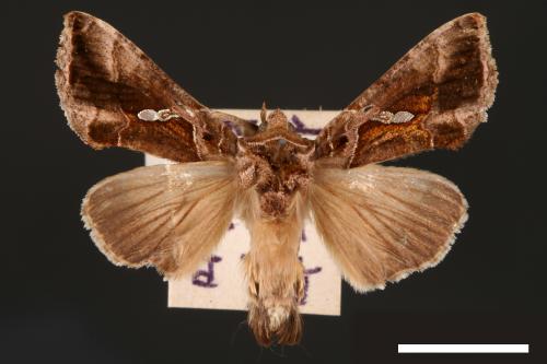 Chrysodeixis eriosoma[南方錁夜蛾][00003447]