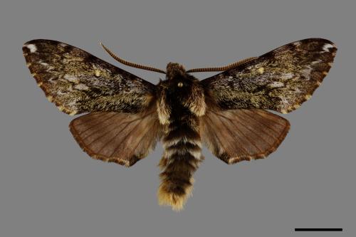 Pentateucha inouei[井上氏絨毛天蛾][00095035]