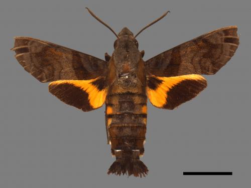 Macroglossum pyrrhosticta[黃斑長喙天蛾][00061173]