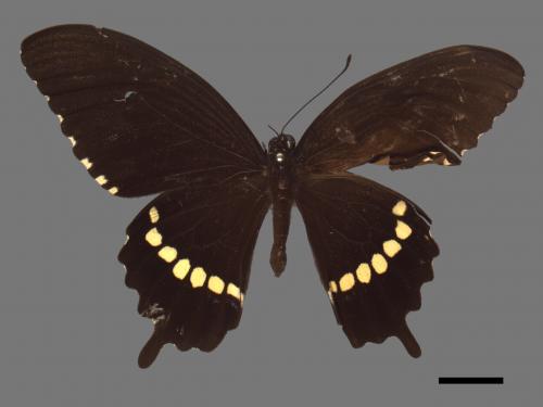 Papilio polytes polytes[玉帶鳳蝶][00013552]