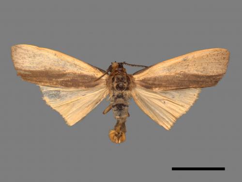 Agylla divisa[梯雙分華苔蛾][00044176]