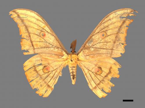 Antheraea yamamai superba[大透目天蠶蛾][00016043]
