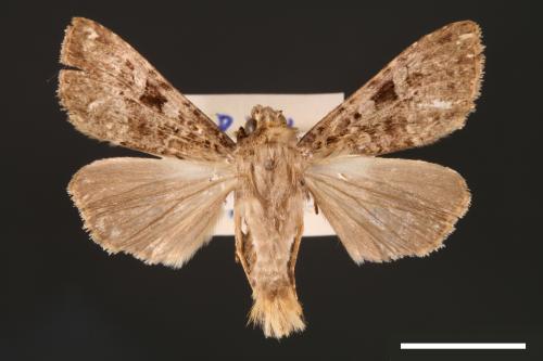 Apospasta rantaizanensis[巒大山夜蛾][00001192]