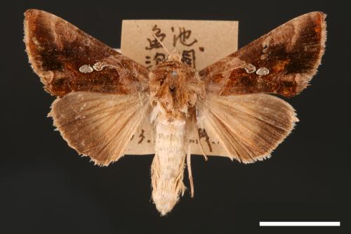 Chrysodeixis eriosoma[南方錁夜蛾][00003446]