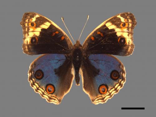 Junonia orithya[孔雀青蛺蝶][00013250]