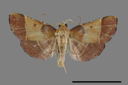 <已分類>Family：Pyralidae[螟蛾科][00092253]