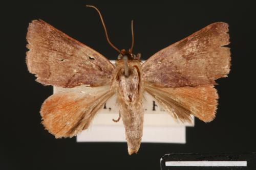 Carea internifusca[間赭瘤蛾][00004674]