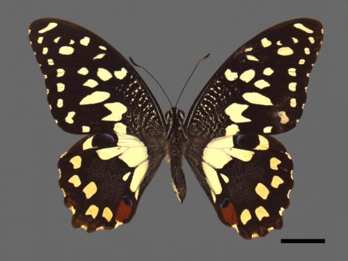 Papilio demoleus[無尾鳳蝶][00013749]