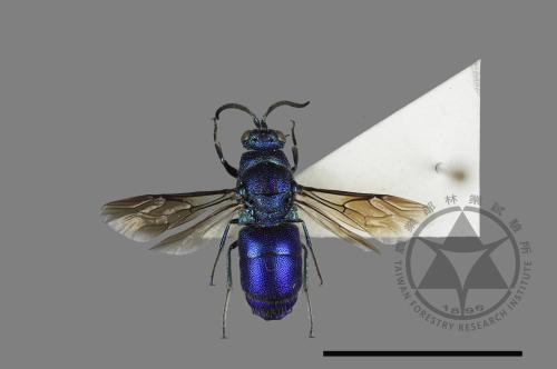 <已分類>Family：Chrysididae[青蜂科][00123852]