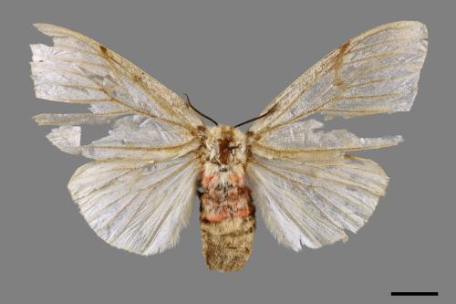 Lymantria xylina xylina[黑角舞蛾][00039116]