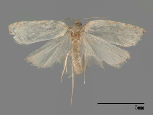 <已分類>Order：Lepidoptera[鱗翅目][00057982]