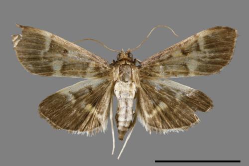 <已分類>Family：Crambidae[草螟科][00064302]