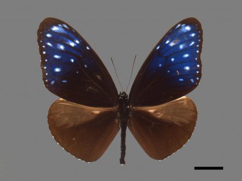 Euploea mulciber barsine[端紫斑蝶][00026739]