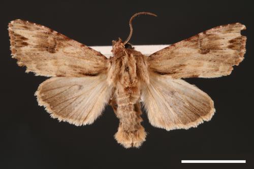 Egira contaminata[00001094]