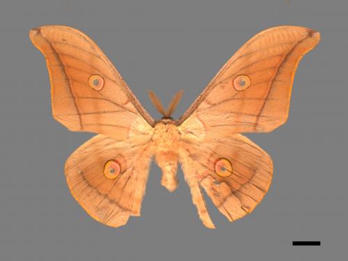 Antheraea pernyi[姬透目天蠶蛾][00016248]