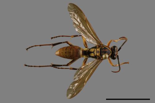 Polistes formosanus[00093493]