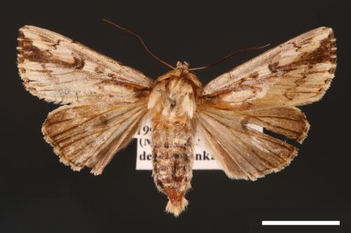 Mythimna sinuosa[00001424]