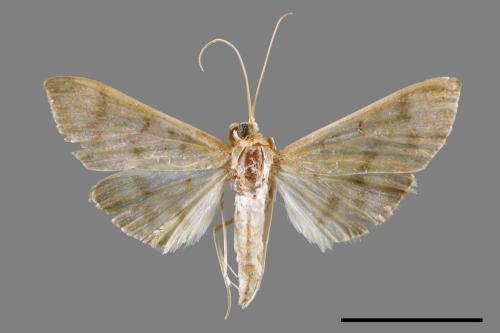 <已分類>Family：Crambidae[草螟科][00065650]