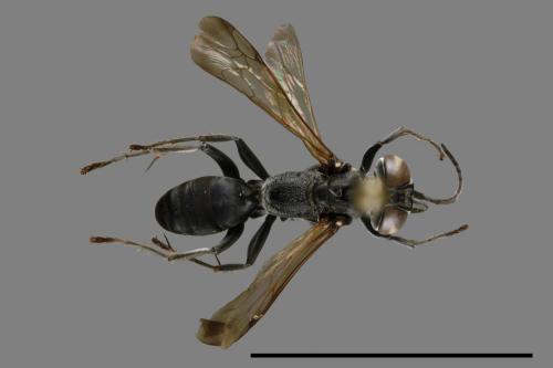 <已分類>Family：Sphecidae[細腰蜂科][00094379]